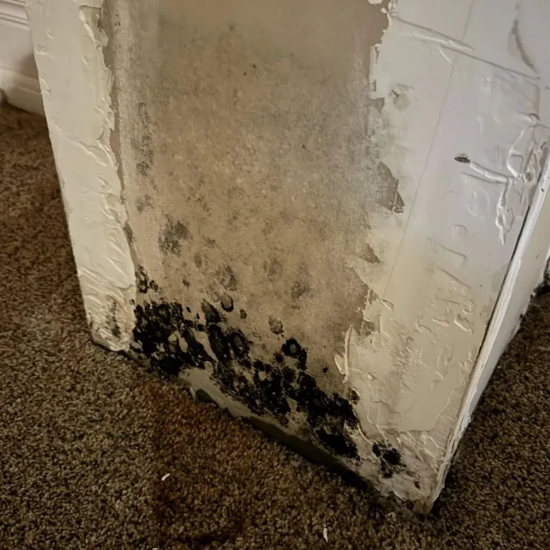 Professional Mold Removal in Miami, TX